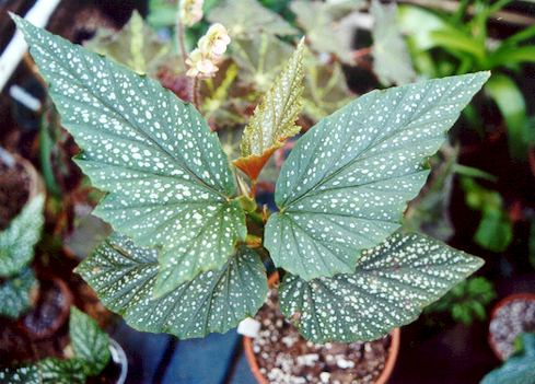 B. ‘Louise’